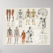  anatomie biologie illustraties poster (Voorkant)