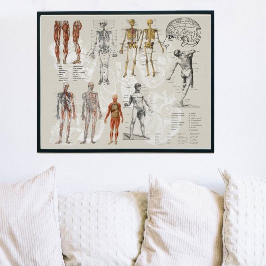  anatomie biologie illustraties poster