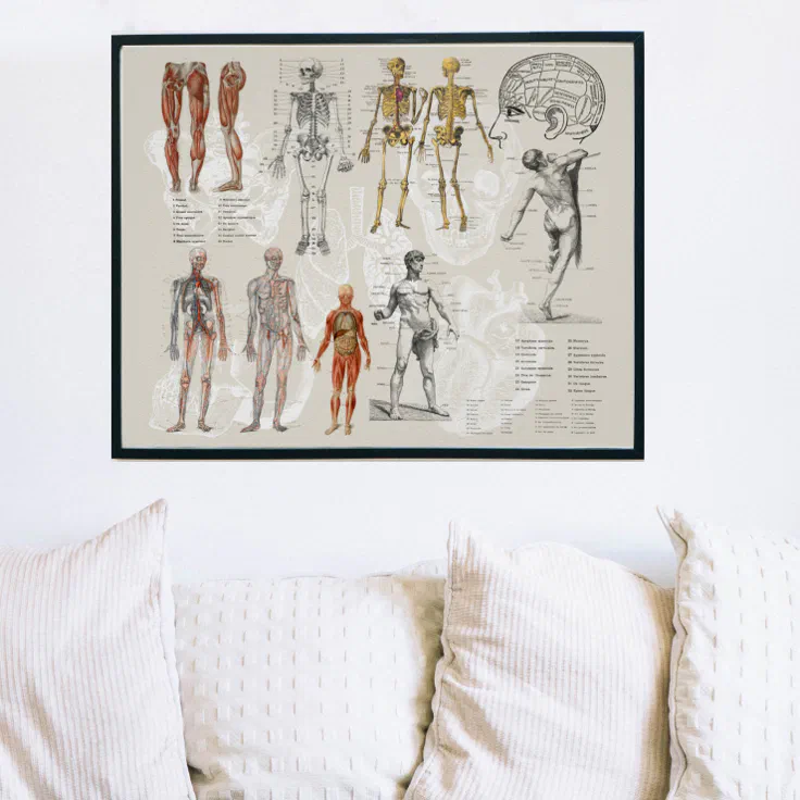 Anatomie Biologie Kunst Collage Poster Zazzle Nl