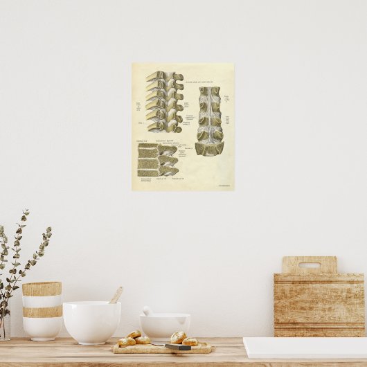 anatomie Botten thoracale wervelkolom Poster (Keuken)