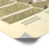 anatomie Botten thoracale wervelkolom Poster (Hoek)