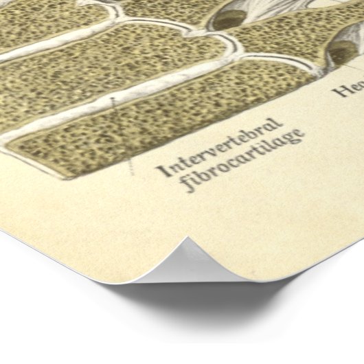 anatomie Botten thoracale wervelkolom Poster (Hoek)