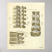 anatomie Botten thoracale wervelkolom Poster (Voorkant)