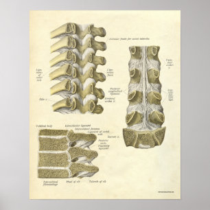 anatomie Botten thoracale wervelkolom Poster