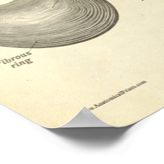  anatomie Botten thoracale wervelkolom Poster (Hoek)