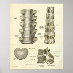anatomie Botten thoracale wervelkolom Poster