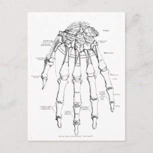  anatomie   Botten van de hand Briefkaart