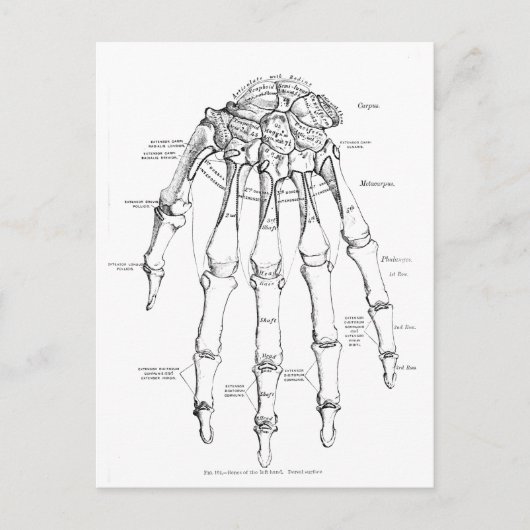  anatomie | Botten van de hand Briefkaart (Voorkant)