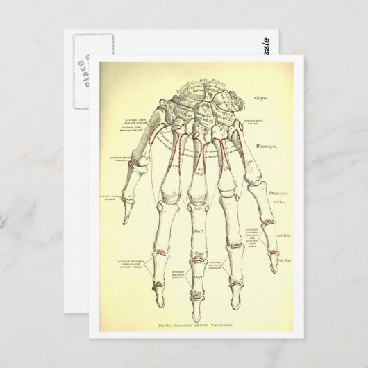  anatomie | Botten van de hand Briefkaart (Voorkant / Achterkant)