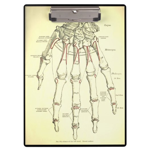 anatomie | Botten van de hand Klembord (Voorkant)