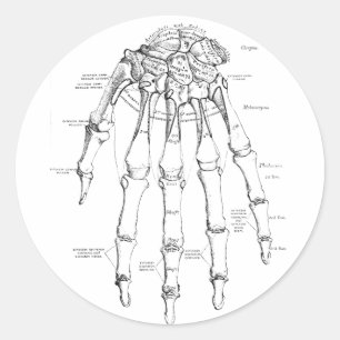 anatomie   Botten van de hand Ronde Sticker