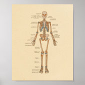 Anatomie Botten van het menselijk skelet Poster (Voorkant)