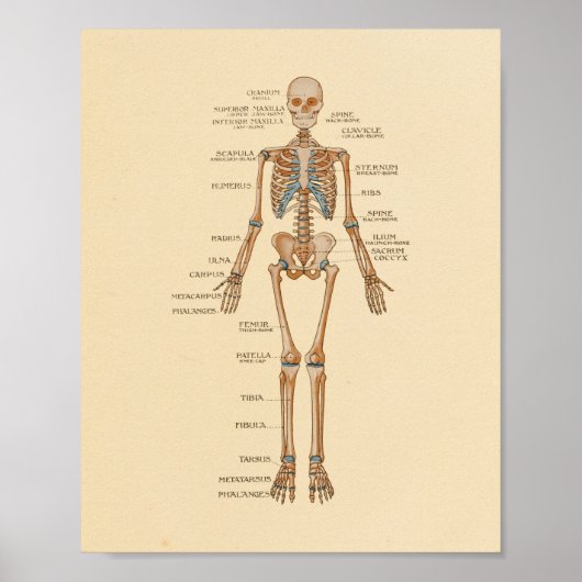 Anatomie Botten van het menselijk skelet Poster (Voorkant)