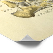 Anatomie Botten voetansluiting afdrukken Poster (Hoek)