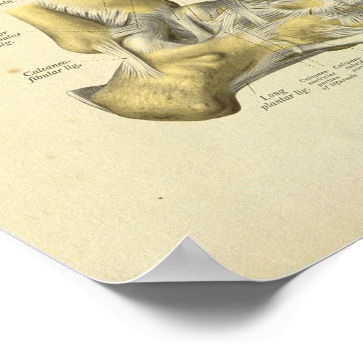 Anatomie Botten voetansluiting afdrukken Poster (Hoek)