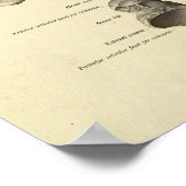 Anatomie Botten voetansluiting afdrukken Poster (Hoek)