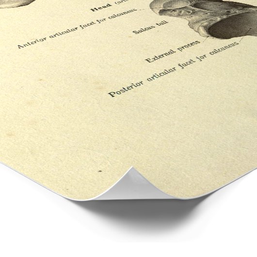 Anatomie Botten voetansluiting afdrukken Poster (Hoek)