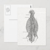  anatomie die de rug trekt briefkaart (Voorkant / Achterkant)