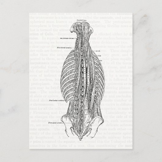  anatomie die de rug trekt briefkaart (Voorkant)