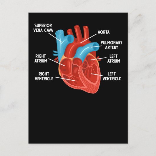 Anatomie-educatie hartdiologie briefkaart (Voorkant)