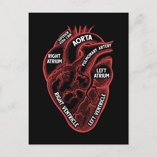 Anatomie-educatie hartdiologie briefkaart (Voorkant)