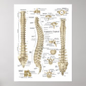 Anatomie Espinaal Poster Spaans Spinanatomie (Voorkant)