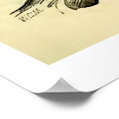  anatomie | Gezichtsspieren (circa 1852) Poster (Hoek)