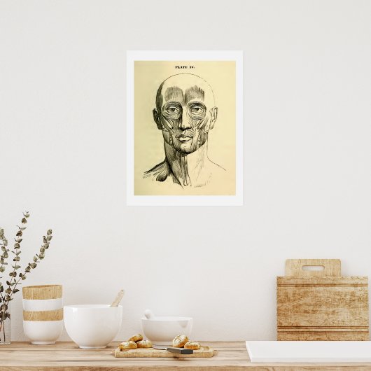  anatomie | Gezichtsspieren (circa 1852) Poster (Keuken)