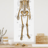 Anatomie Grafiek 24 x 60 Poster (Keuken)