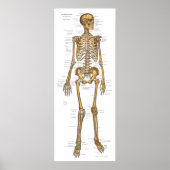 Anatomie Grafiek 24 x 60 Poster (Voorkant)