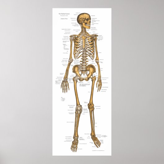 Anatomie Grafiek 24 x 60 Poster (Voorkant)