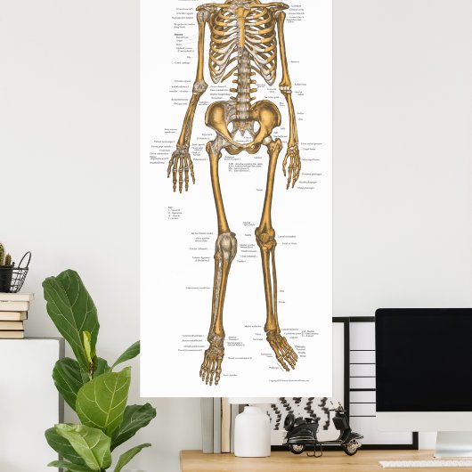 Anatomie Grafiek 24 x 60 Poster (Thuiskantoor)
