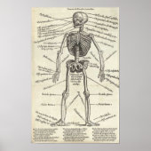 Anatomie graving poster (Voorkant)