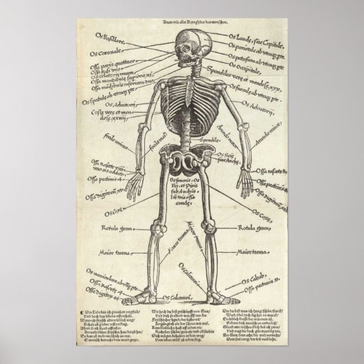 Anatomie graving poster (Voorkant)
