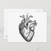 Anatomie-hart-Afbeeldingen- Briefkaart (Voorkant / Achterkant)