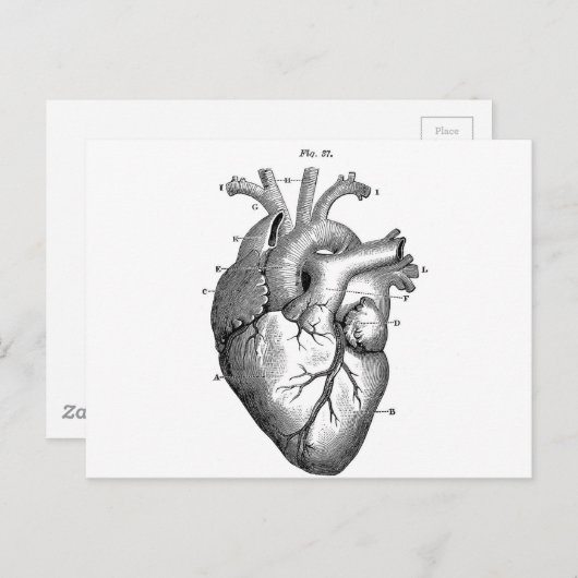 Anatomie-hart-Afbeeldingen- Briefkaart (Voorkant / Achterkant)