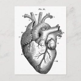 Anatomie-hart-Afbeeldingen- Briefkaart