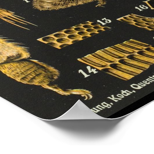 Anatomie honingbijen Insect Vintage Poster (Hoek)