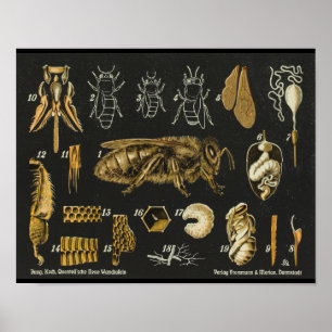 Anatomie honingbijen Insect Vintage Poster