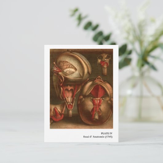 anatomie | Hoofd en nek Briefkaart (Staand voorkant)