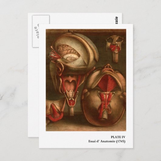  anatomie | Hoofd en nek Briefkaart (Voorkant / Achterkant)