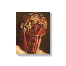anatomie | Hoofd en nek