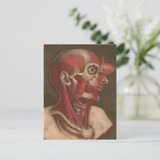 anatomie | Hoofd, nek en schouders Briefkaart (Staand voorkant)