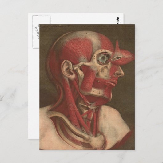 anatomie | Hoofd, nek en schouders Briefkaart (Voorkant / Achterkant)