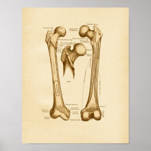  anatomie Illustratie femurBotten Poster (Voorkant)