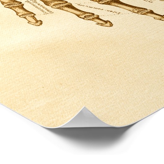  anatomie Illustratie hand-pols Botten Poster (Hoek)