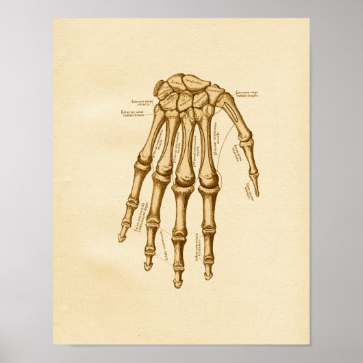  anatomie Illustratie hand-pols Botten Poster (Voorkant)