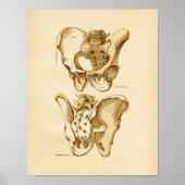  anatomie Illustratie Pelvic Botten Poster (Voorkant)