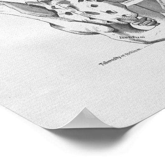  anatomie Illustratie Pelvic Botten Poster (Hoek)