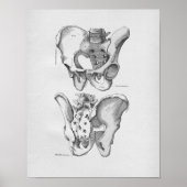  anatomie Illustratie Pelvic Botten Poster (Voorkant)